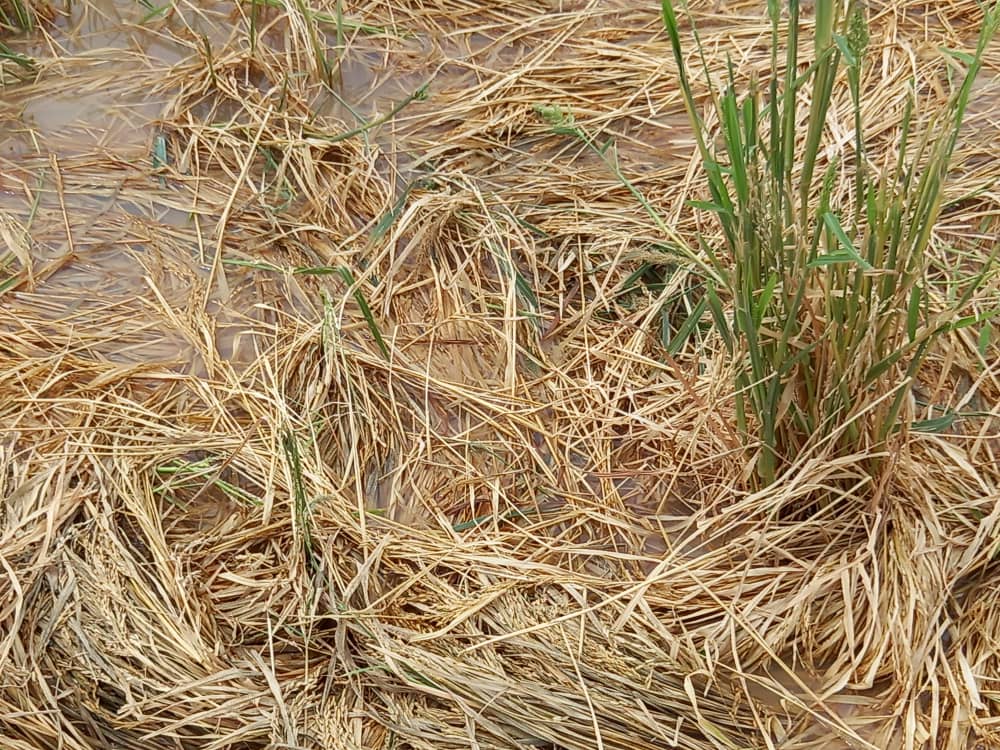 Intempéries et dégâts agricoles à Djingué : Les agriculteurs appellent au secours 