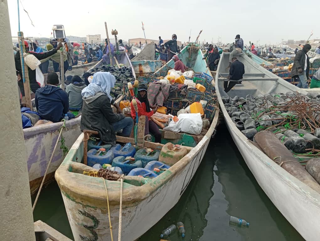 Mauritanie : 410 milliards rapportés par les exportations du poisson en 2024