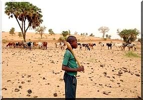 Un demi-million de dollars aux victimes de la sécheresse en Mauritanie 
