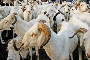 Mauritanie : accord de recensement dans le secteur de l’élevage