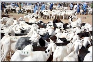 Tabaski 2014 : le prix du mouton prend l’ascenseur